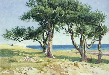 Oude Olijfbomen, Bordighera